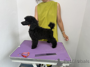 Photo №2 to announcement № 149387 for the sale of poodle (toy) - buy in Bulgaria from nursery, breeder