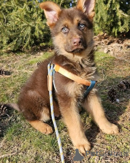 Photo №2 to announcement № 137134 for the sale of german shepherd - buy in Germany from the shelter