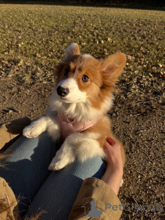 Photo №2 to announcement № 158855 for the sale of welsh corgi - buy in Germany breeder