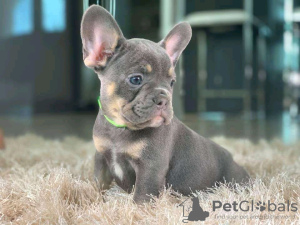 Photo №4. I will sell french bulldog in the city of Berlin.  - price - negotiated