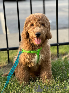 Photo №1. labradoodle - for sale in the city of Chicago | Is free | Announcement № 119405