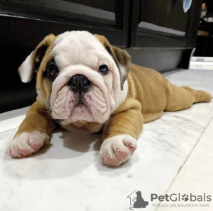 Photo №1. english bulldog - for sale in the city of Burgas | negotiated | Announcement № 104720