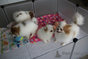 Photo №1. pomeranian - for sale in the city of Cuxhaven | negotiated | Announcement № 167465