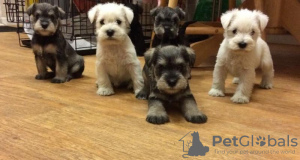Photo №1. schnauzer - for sale in the city of Siófok | negotiated | Announcement № 58242