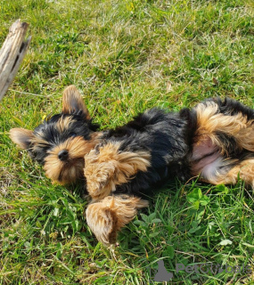 Photo №2 to announcement № 133378 for the sale of yorkshire terrier - buy in Germany private announcement