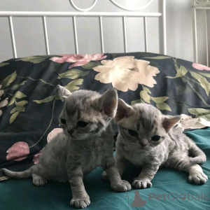 Photo №1. devon rex - for sale in the city of Helsinki | 310$ | Announcement № 161039