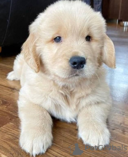 Photo №2 to announcement № 116631 for the sale of golden retriever - buy in Germany private announcement