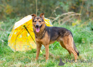Photo №3. Alex, a young, small, shy guy is looking for a home.. Russian Federation