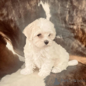 Photo №1. maltipu - for sale in the city of Hessisch lichtenau | 847$ | Announcement № 150143