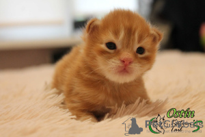 Photo №2 to announcement № 7905 for the sale of maine coon - buy in Russian Federation private announcement, from nursery, breeder