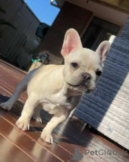 Photo №1. french bulldog - for sale in the city of Günzburg | 1057$ | Announcement № 110342