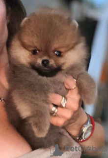 Additional photos: Beautiful Pomeranians BOO