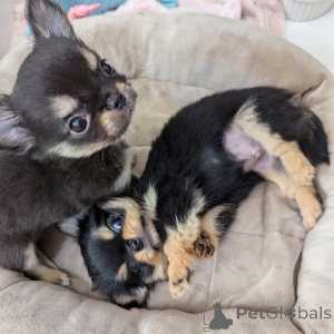 Photo №1. chihuahua - for sale in the city of Helsinki | 774$ | Announcement № 163152