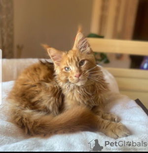 Photo №1. maine coon - for sale in the city of Houston | Is free | Announcement № 114546