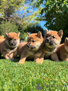 Photo №1. shiba inu - for sale in the city of Lisbon | negotiated | Announcement № 160841
