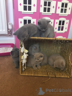 Photo №2 to announcement № 77792 for the sale of british shorthair - buy in Germany private announcement, from nursery, breeder