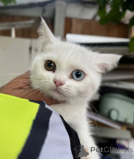 Photo №1. turkish van - for sale in the city of Oberhausen | 361$ | Announcement № 177612