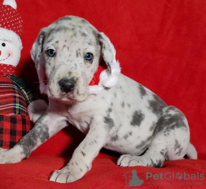 Photo №1. great dane - for sale in the city of Wuppertal | Is free | Announcement № 123923