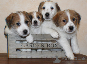 Photo №1. jack russell terrier - for sale in the city of Novorossiysk | negotiated | Announcement № 9742
