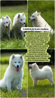 Photo №1. samoyed dog - for sale in the city of Khabarovsk | 391$ | Announcement № 70229