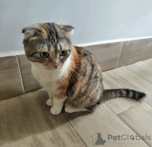 Photo №1. scottish fold - for sale in the city of Moskova | Is free | Announcement № 170251
