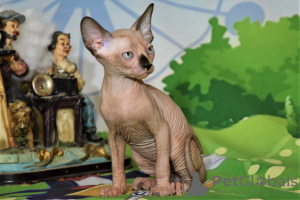 Additional photos: kittens canadian sphynx