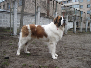 Photo №2 to announcement № 541 for the sale of moscow watchdog - buy in Ukraine breeder