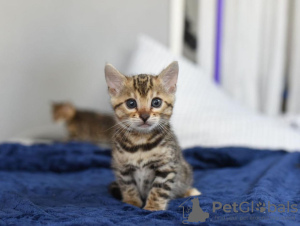 Photo №2 to announcement № 114890 for the sale of bengal cat - buy in United States private announcement