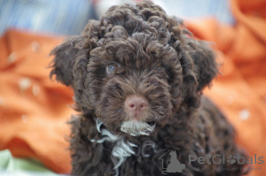 Photo №3. Lagotto Romagnolo puppies. Croatia