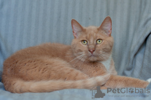 Photo №2 to announcement № 106731 for the sale of domestic cat - buy in Belarus 