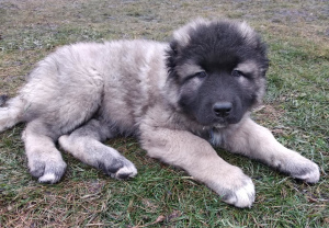 Photo №2 to announcement № 4923 for the sale of caucasian shepherd dog - buy in Russian Federation private announcement