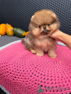 Photo №1. pomeranian - for sale in the city of Leipzig | negotiated | Announcement № 158869