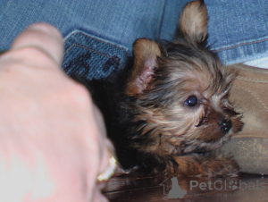 Photo №3. Quality Bred Family Raised Yorkie Pups. Switzerland
