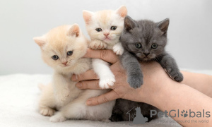 Photo №1. british shorthair - for sale in the city of Leipzig | 129$ | Announcement № 96921