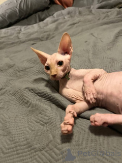Photo №2 to announcement № 133903 for the sale of sphynx cat - buy in United States private announcement