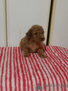 Photo №4. I will sell poodle (toy) in the city of Zrenjanin.  - price - negotiated