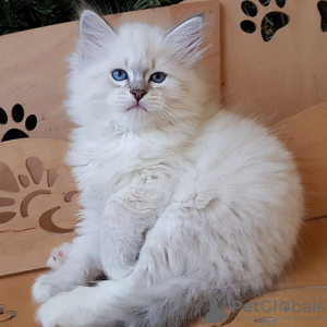 Photo №1. siberian cat - for sale in the city of Charleroi | negotiated | Announcement № 130700