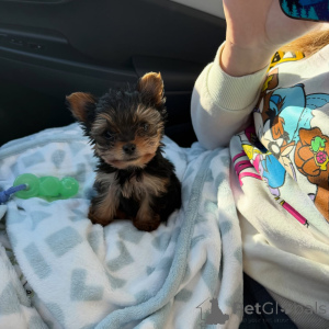Photo №1. yorkshire terrier - for sale in the city of Berlin | negotiated | Announcement № 168620
