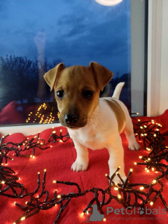 Additional photos: Jack Russell Terrier puppies