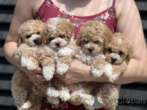 Photo №2 to announcement № 145740 for the sale of maltipu - buy in Moldova private announcement