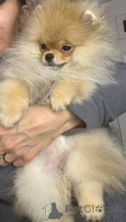 Photo №3. Pomeranian Spitz Teddybär. Serbia