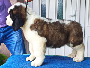 Photo №1. st. bernard - for sale in the city of Belgrade | Is free | Announcement № 2372