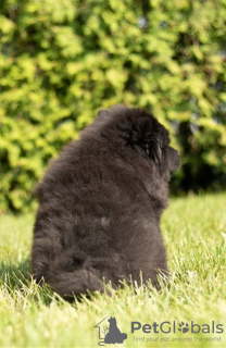 Additional photos: Chow Chow puppies are set for new homes now