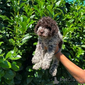 Photo №3. Lagotto Romagnolo puppies. Serbia