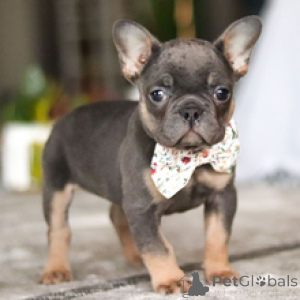 Photo №1. french bulldog - for sale in the city of Frankfurt | 465$ | Announcement № 166641