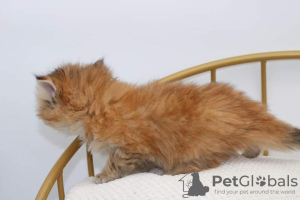 Photo №3. Very beautiful purebred golden ticked British Longhair girl . United States