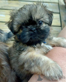 Photo №2 to announcement № 176229 for the sale of shih tzu - buy in Germany private announcement