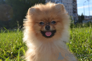 Photo №1. pomeranian - for sale in the city of St. Petersburg | 586$ | Announcement № 62841