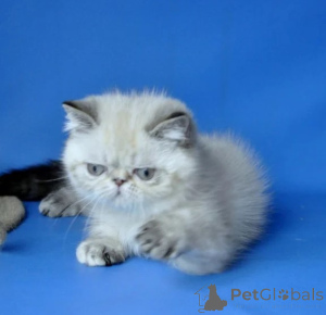 Photo №1. exotic shorthair - for sale in the city of Joachimsthal | 361$ | Announcement № 177646