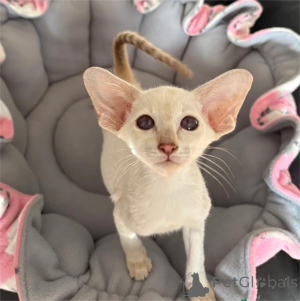 Photo №1. siamese cat - for sale in the city of Eschborn | 4$ | Announcement № 153766